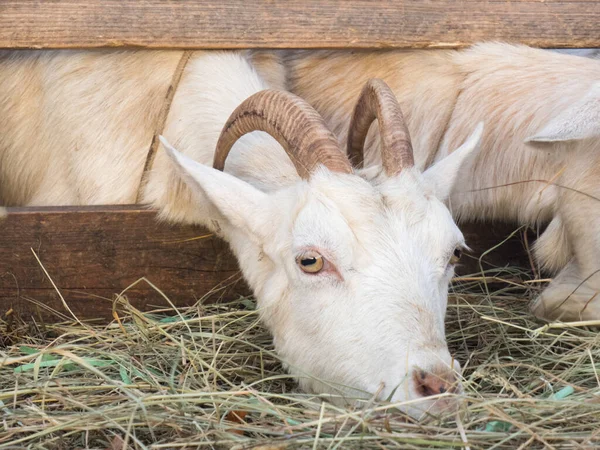 Las Cabras Blancas Con Cuernos Comen Heno Granero Concepto Aldea —  Fotos de Stock