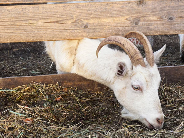 Capra Bianca Mangia Fieno Fienile Concetto Villaggio Paese Bestiame — Foto Stock