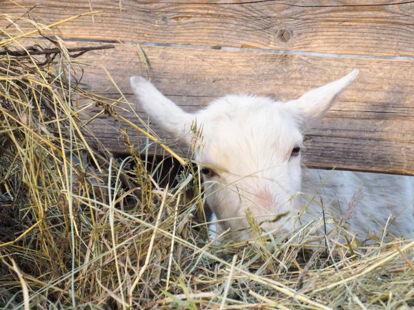 Una Cabra Blanca Come Heno Granero Concepto Aldea País Ganado —  Fotos de Stock