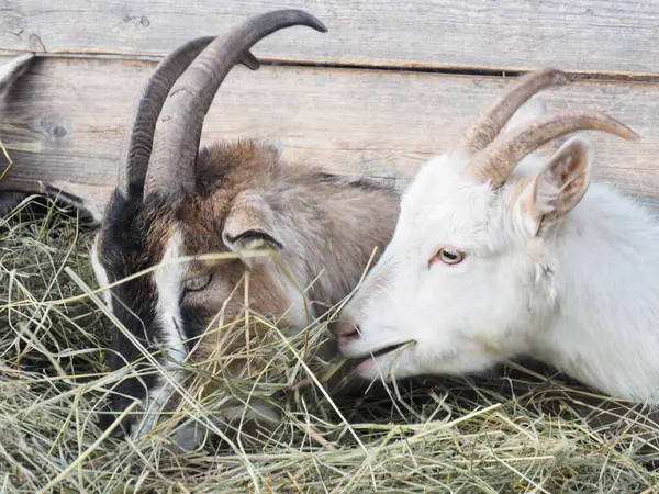 Las Cabras Blancas Marrones Con Cuernos Comen Heno Granero Concepto —  Fotos de Stock