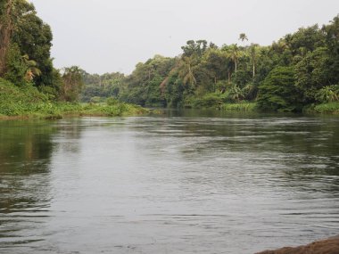 Kochi Kerala 'daki yeşil ağaçların arka planında Periyar Nehri