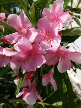 Tropik bir bitkinin pembe çiçekleri Bougainvillea, Kochi Kerala