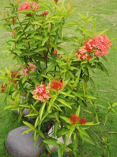 Planta Tropical Com Cestas Vermelhas Flores Kochi Kerala — Fotografia de Stock