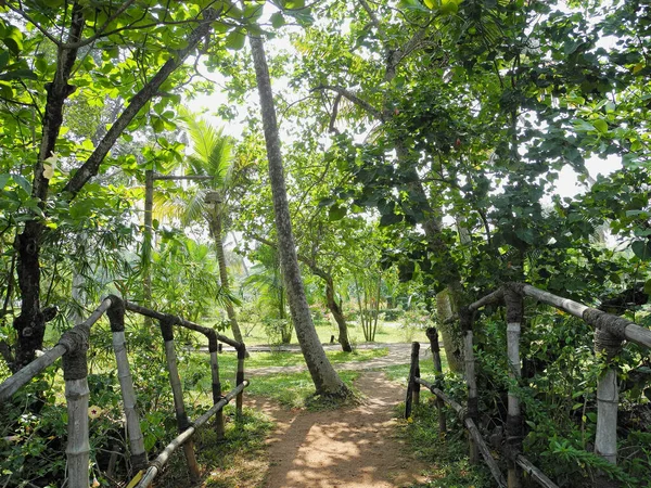 Parque Verde Con Plantas Tropicales Kochi Kerala —  Fotos de Stock