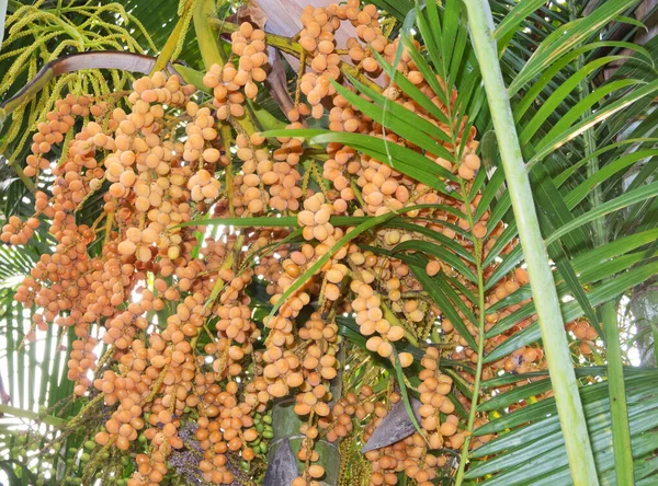高知県の小さな果物がたくさんある熱帯植物アレカヤシケララ — ストック写真