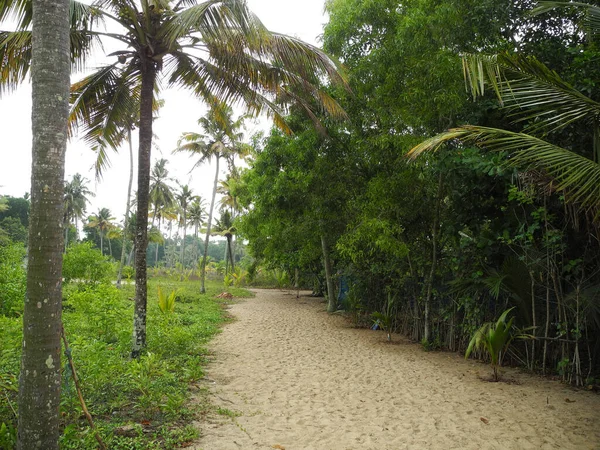 Camino Arena Entre Cocoteros Kochi Kerala —  Fotos de Stock