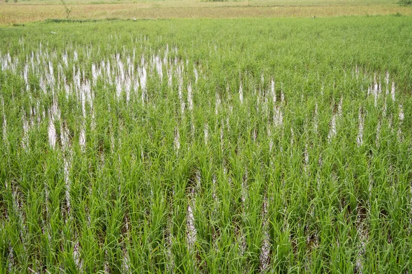 Rice Field Water Kochi Kerala — Stock Photo, Image