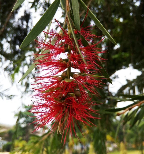 Flor Tropical Vermelha Callistemon — Fotografia de Stock