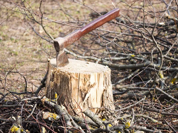 Utknął Drewnianym Pniu Tle Gałęzi Lipy Koncepcja Czyszczenia Ogrodu — Zdjęcie stockowe