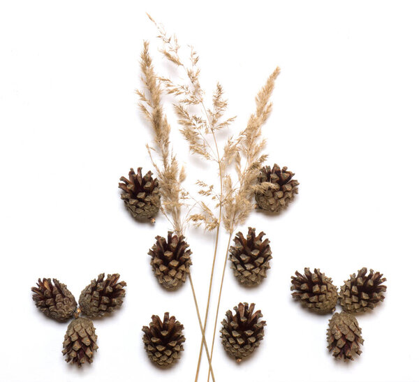 Herbarium of pine cones and dry grass on a white background