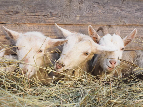 Las Cabras Blancas Con Cuernos Comen Heno Granero Concepto Aldea — Foto de Stock