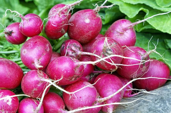 Bunches Radishes Table Bazaar — Stock Photo, Image