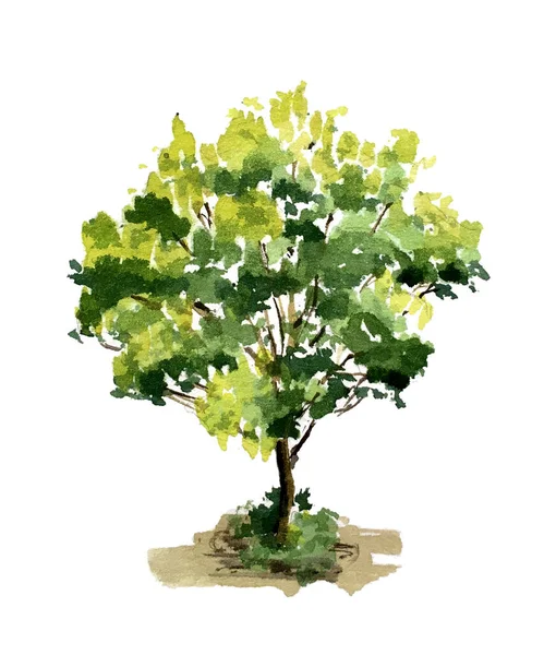 Ilustración Árbol Dibujado Acuarela Hermosos Tonos Verdes Aislados Blanco Dibujo — Foto de Stock