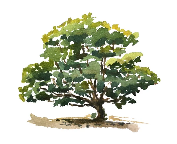Υδατογραφία Ζωγραφισμένο Δέντρο Εικονογράφηση Όμορφες Πράσινες Αποχρώσεις Που Απομονώνονται Λευκό — Φωτογραφία Αρχείου
