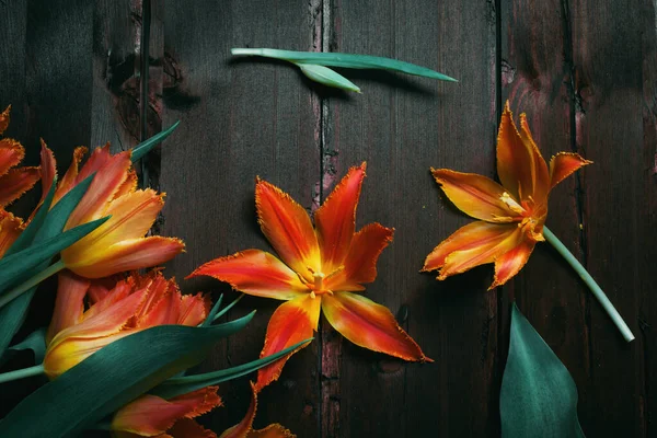Ciemne nasycone tło z pomarańczowymi tulipanami frotte — Zdjęcie stockowe