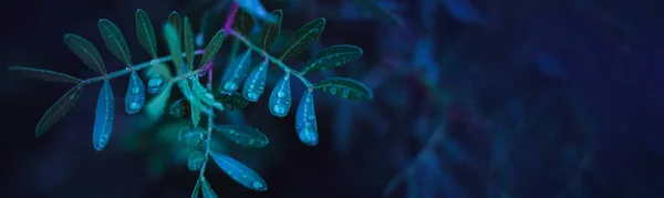 雨の後緑豊かな枝を持つ背景バナー形式テキストのための場所 — ストック写真