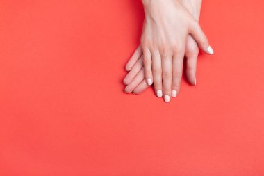 Güzel kadın elleri ve kırmızı arka planda klasik bir mat manikürü.