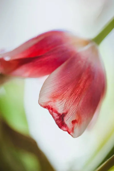 バックライトのチューリップの花びらクローズアップ、美しいグリーティングカード — ストック写真
