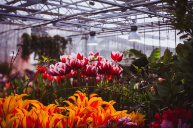 Serada bir grup renkli lale var.