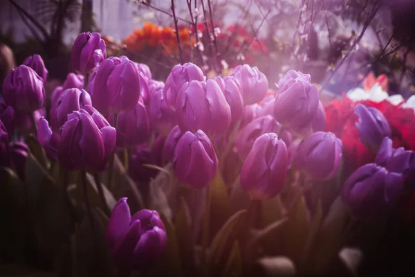 Violette Tulpen im Gewächshaus, verschwommener Hintergrund, schöne florale Tapete — Stockfoto