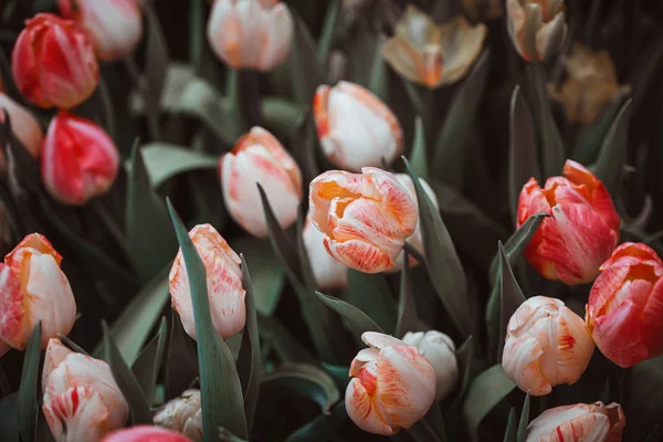 Piękne urozmaicone tulipany w ogrodzie. Zmutowane kolory — Zdjęcie stockowe