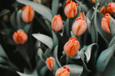 Bahçedeki güzel turuncu laleler. Sönük renkler