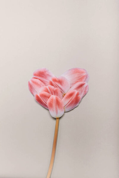 весенняя концепция сердца лепестков тюльпана на голубом фоне
.