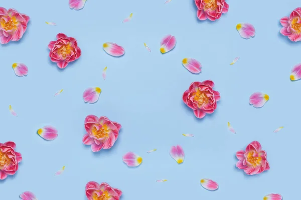 Цветы и лепестки тюльпана . — стоковое фото