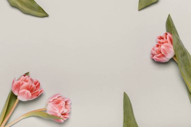 Bej arka planda üç pembe lale. Metnin için yer