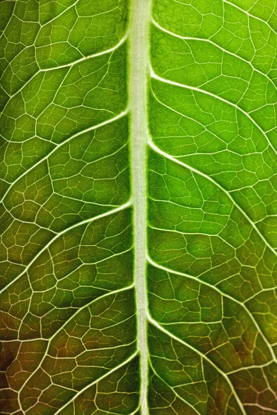 Green leaf texture in backlight — Stock Photo, Image