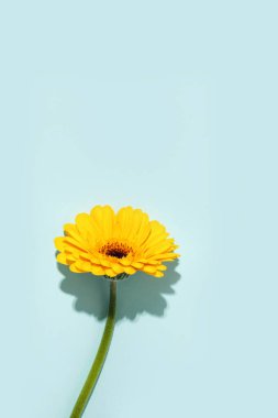 Sarı bir gerbera mavi arka plandaki sert ışıkla yenilenir.