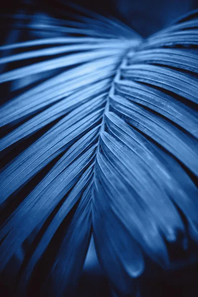 Primo piano con foglie tropicali. Classico sfondo tendenza colore blu — Foto Stock