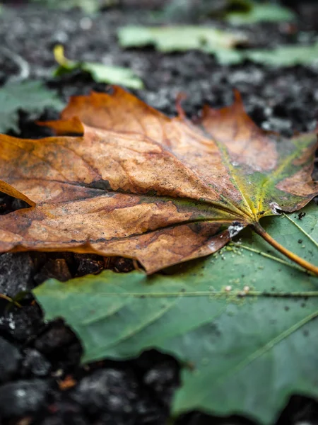 Folhas Outono Coloridas Verdes Laranja Chão — Fotografia de Stock