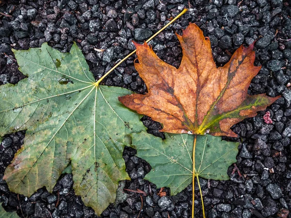 Folhas Outono Coloridas Verdes Laranja Chão — Fotografia de Stock