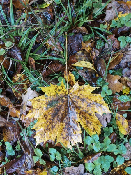 Feuilles colorées sur le sol dans la forêt en automne à Switzer — Photo