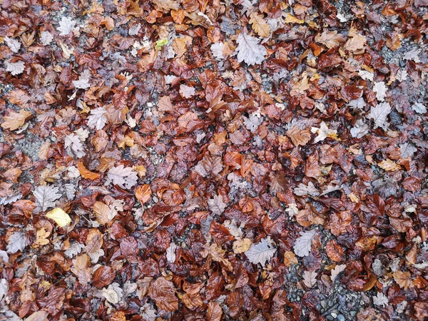 Feuilles colorées sur le sol dans la forêt en automne à Switzer — Photo