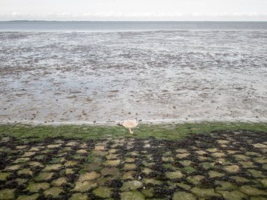 Dornumersie yakınlarındaki Wadden Denizi kıyısında yalnız bir deniz kuşu.
