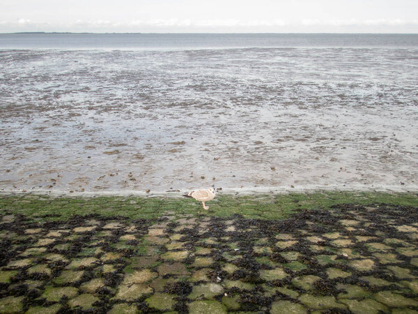 A lonely seabird on the shore of the Wadden Sea near Dornumersie