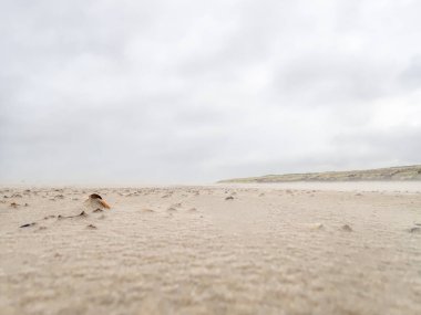 Langeoog adasının sahilindeki deniz kabuklarının yakınına. 