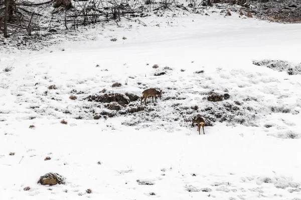 スイスで冬の終わりに雪の中で食べ物を探している若い野生の鹿の餌 — ストック写真