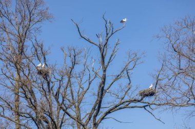 Baharda İsviçre 'de yerleşen bir leylek faturası