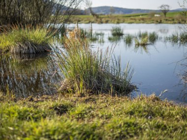 İsviçre 'de bir gölün sınırında kuru çimenler.