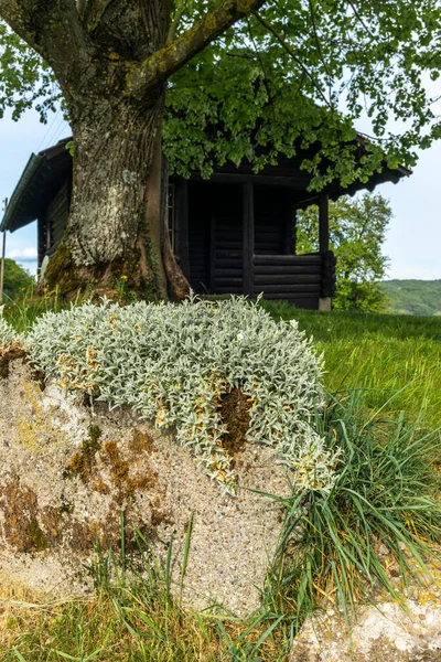 Изолированная Старая Бревенчатая Хижина Тени Дуба Швейцарии — стоковое фото