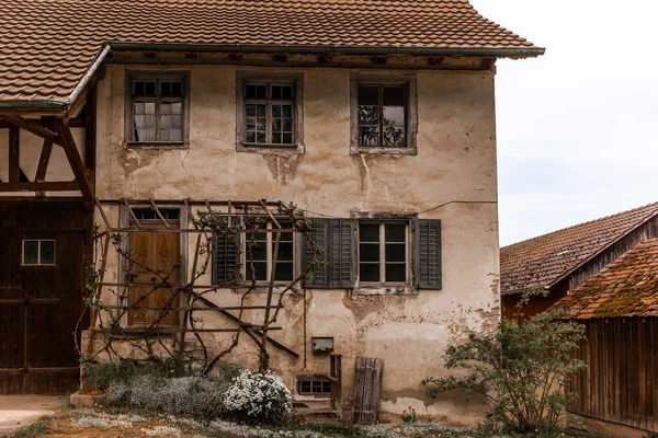 Ένα Αμπέλι Που Φυτρώνει Μπροστά Από Ένα Παλιό Σπίτι Στην — Φωτογραφία Αρχείου