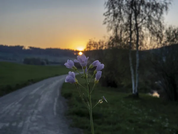 Primer Plano Una Rosa Flores Silvestres Atardecer Frontera Lago Suiza — Foto de Stock