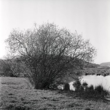 İsviçre 'de bir gölün sınırındaki kuru çimenler, analog ve film tekniğiyle çekiliyor.