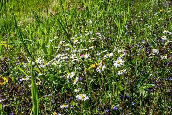 Dywan Dzikich Kwiatów Szwajcarii Wiosną — Zdjęcie stockowe
