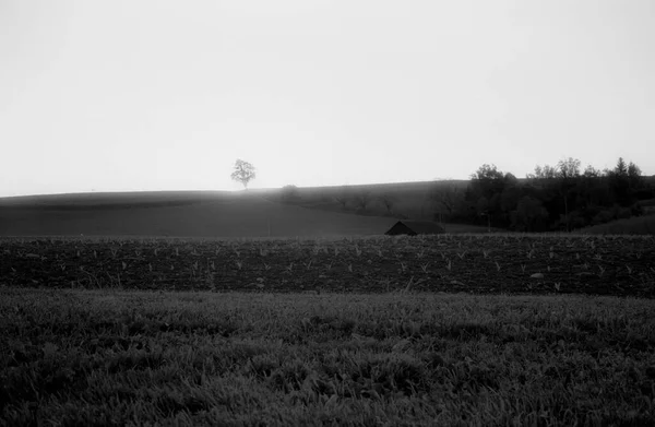 スイスの野原や田舎でアナログ写真で撮影された孤独な木 — ストック写真