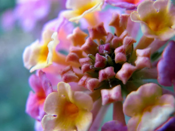 Makroaufnahme Einer Winzigen Blume Mit Sanften Farben — Stockfoto