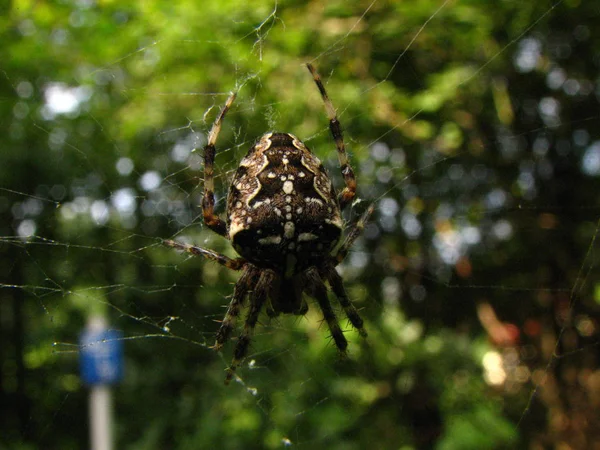 一只蜘蛛的特写镜头 它坐在花园的网中 — 图库照片